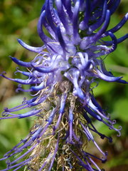 Phyteuma persicifolium