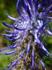 Phyteuma persicifolium