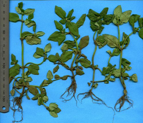 Spermacoce exilis