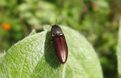 Metanomus infuscatus