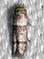 Blastobasis pulchella
