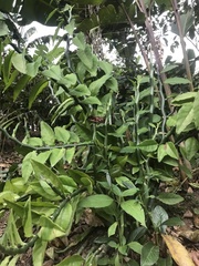 Euphorbia tithymaloides