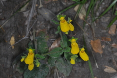 Calceolaria crenatiflora