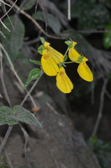 Calceolaria crenatiflora