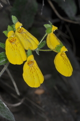 Calceolaria crenatiflora