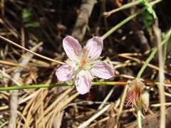 Geranium californicum