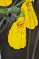 Calceolaria crenatiflora