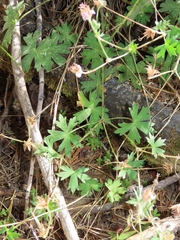 Geranium californicum