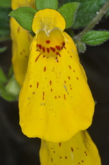 Calceolaria crenatiflora
