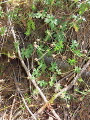 Geranium californicum