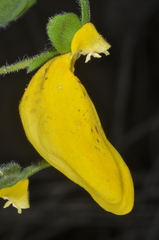 Calceolaria crenatiflora