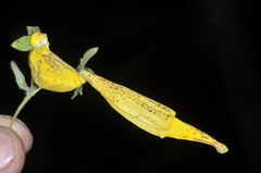 Calceolaria crenatiflora