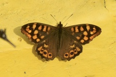 Pararge aegeria