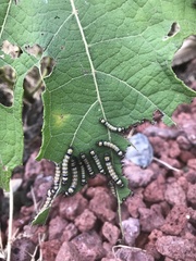 Dysschema leucophaea