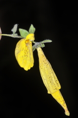 Calceolaria crenatiflora