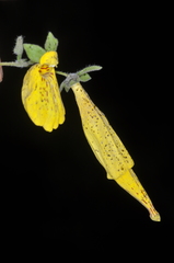 Calceolaria crenatiflora