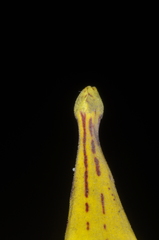 Calceolaria crenatiflora