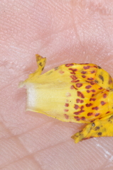 Calceolaria crenatiflora