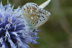 Polyommatus hispana