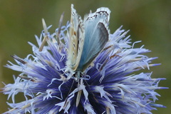 Polyommatus hispana