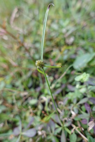 Cyperus brevifolius image