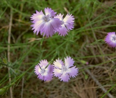 Dianthus benearnensis