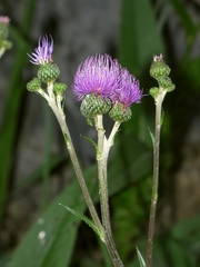 Cirsium monspessulanum