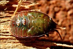 Eupolemus virescens
