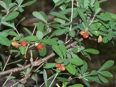 Lonicera pyrenaica