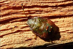 Eupolemus virescens
