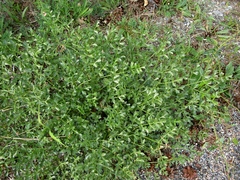 Laserpitium gallicum