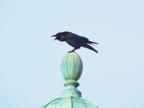 Common Raven photographed in Massachusetts