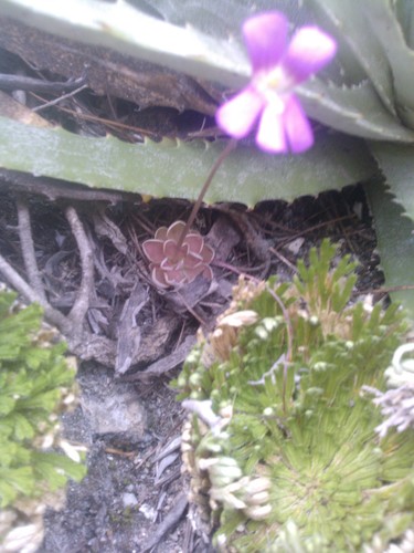 Pinguicula debbertiana