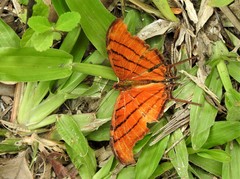 Marpesia petreus