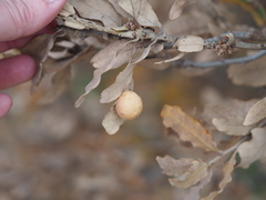 Atrusca brevipennata