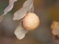 Atrusca brevipennata