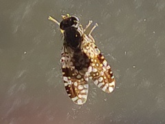 Tephritis fallax