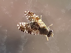 Tephritis fallax