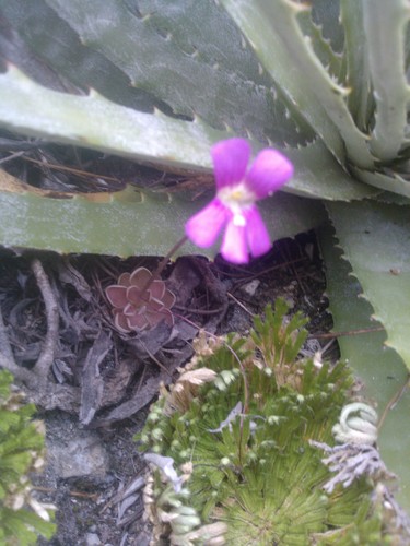 Pinguicula debbertiana
