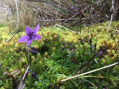 Gentianella rapunculoides