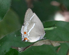 Strephonota strephon