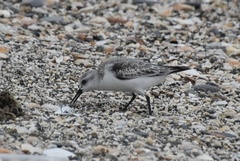 Calidris alba