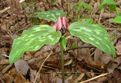 Trillium recurvatum