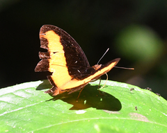 Catonephele salacia