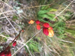 Gentianella hyssopifolia