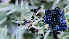 Biatoropsis usnearum
