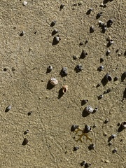 Echinolittorina interrupta