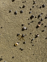 Echinolittorina interrupta