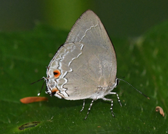 Strephonota tephraeus