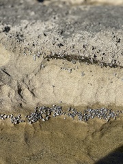 Echinolittorina interrupta